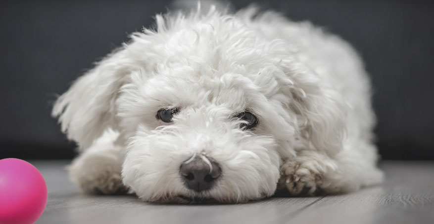 Dog resting with a pink ball