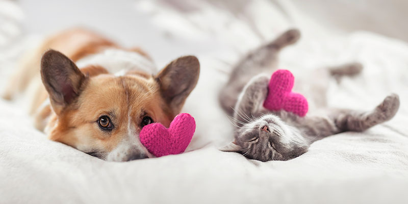 Dog and a cat on a bed